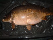 Brooklands Lake - 21lb 8oz