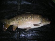 Brooklands Lake - 18lb 8oz