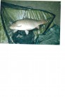 Trout Lake - 19lb 8oz